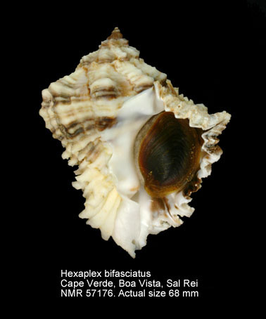 Hexaplex bifasciatus.jpg - Hexaplex bifasciatus(A.Adams,1853)